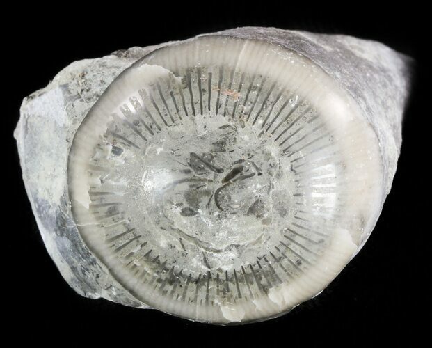 Pennsylvanian Aged Agatized Horn Coral - Utah #46764